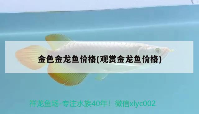 金色金龍魚價(jià)格(觀賞金龍魚價(jià)格) 水溫計(jì)