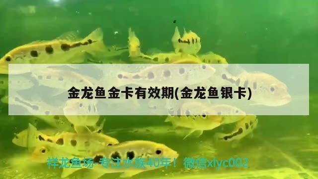 金龍魚(yú)金卡有效期(金龍魚(yú)銀卡) 其他益生菌