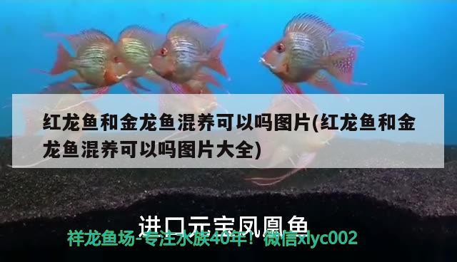 紅龍魚和金龍魚混養(yǎng)可以嗎圖片(紅龍魚和金龍魚混養(yǎng)可以嗎圖片大全)