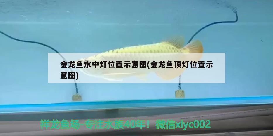 金龍魚(yú)水中燈位置示意圖(金龍魚(yú)頂燈位置示意圖)