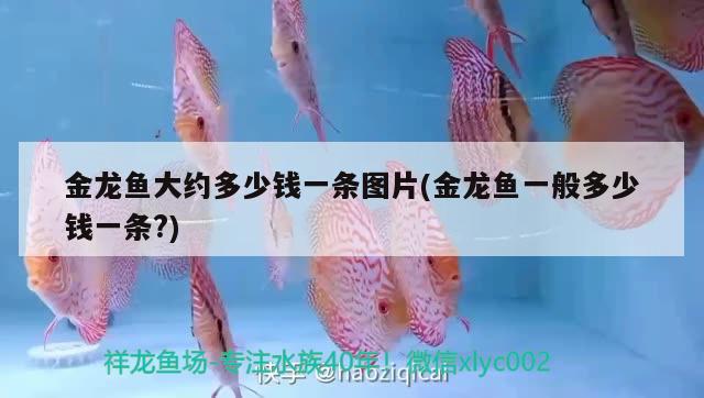 金龍魚大約多少錢一條圖片(金龍魚一般多少錢一條?) 硝化細(xì)菌