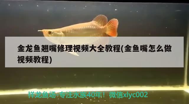 金龍魚翹嘴修理視頻大全教程(金魚嘴怎么做視頻教程)