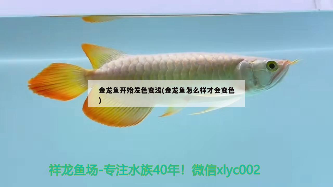 金龍魚開始發(fā)色變淺(金龍魚怎么樣才會(huì)變色)