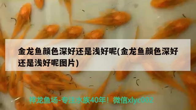 魚缸加熱棒 知乎（加熱棒買恒溫還是自動） 翡翠鳳凰魚 第1張