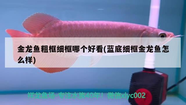 金龍魚粗框細(xì)框哪個(gè)好看(藍(lán)底細(xì)框金龍魚怎么樣)