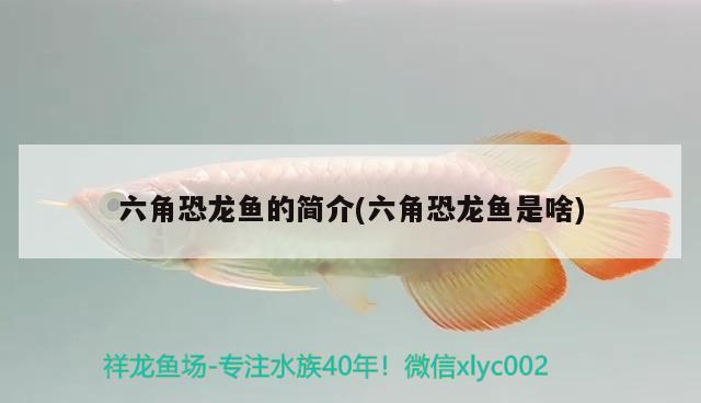 六角恐龍魚的簡介(六角恐龍魚是啥) 龍鳳鯉魚