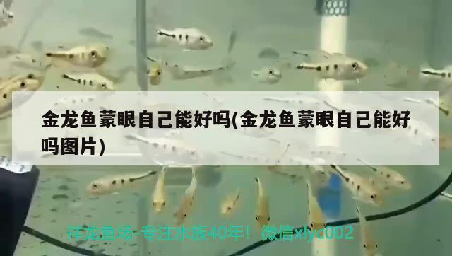 金龍魚蒙眼自己能好嗎(金龍魚蒙眼自己能好嗎圖片)