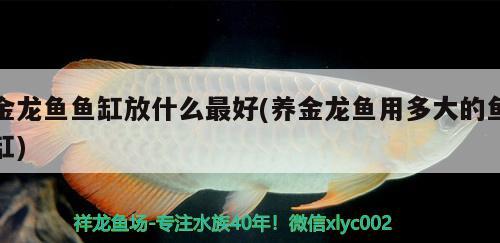 金龍魚魚缸放什么最好(養(yǎng)金龍魚用多大的魚缸) 大嘴鯨魚