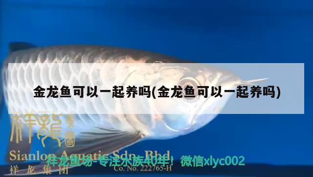 金龍魚(yú)可以一起養(yǎng)嗎(金龍魚(yú)可以一起養(yǎng)嗎) 泰龐海鰱魚(yú)