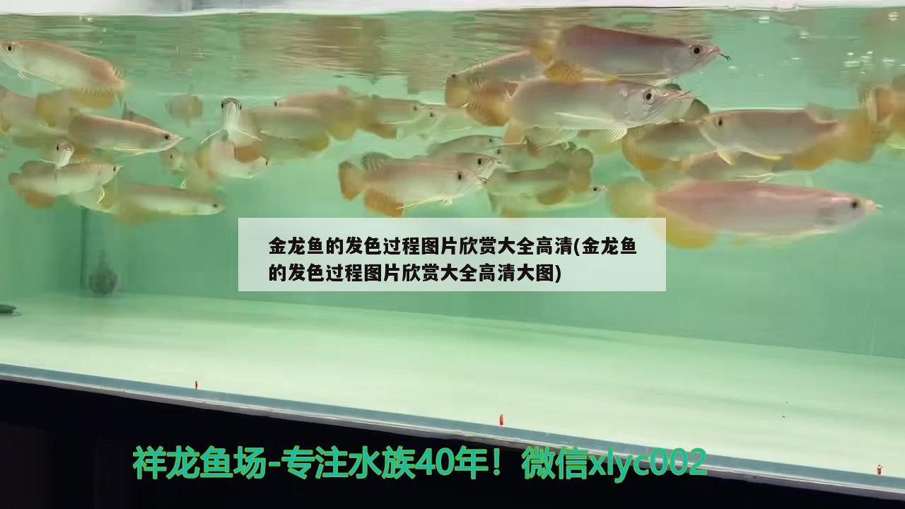 金龍魚的發(fā)色過程圖片欣賞大全高清(金龍魚的發(fā)色過程圖片欣賞大全高清大圖) 水族燈（魚缸燈）