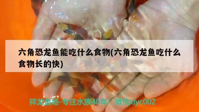 六角恐龍魚能吃什么食物(六角恐龍魚吃什么食物長(zhǎng)的快) 黃金招財(cái)貓魚