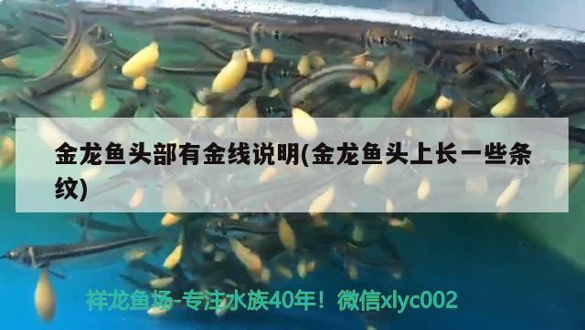 金龍魚頭部有金線說明(金龍魚頭上長一些條紋) 魚缸等水族設(shè)備