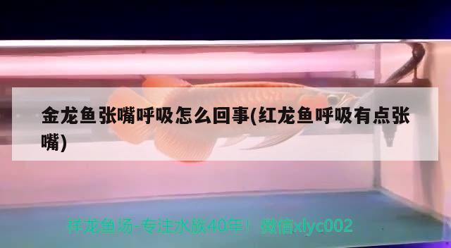 蘇州魚缸回收廠家電話多少啊  黑影道人魚 第2張