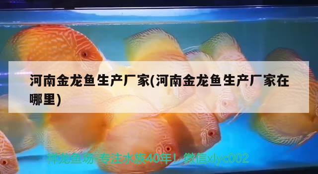 河南金龍魚(yú)生產(chǎn)廠家(河南金龍魚(yú)生產(chǎn)廠家在哪里) 金老虎魚(yú)