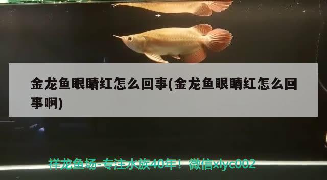 金龍魚眼睛紅怎么回事(金龍魚眼睛紅怎么回事啊)