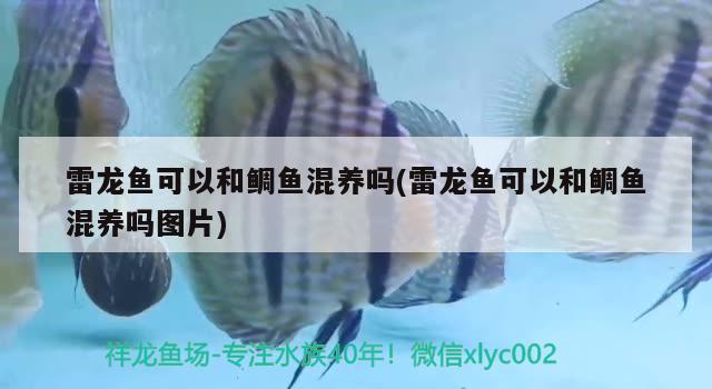 雷龍魚可以和鯛魚混養(yǎng)嗎(雷龍魚可以和鯛魚混養(yǎng)嗎圖片) PH調(diào)節(jié)劑