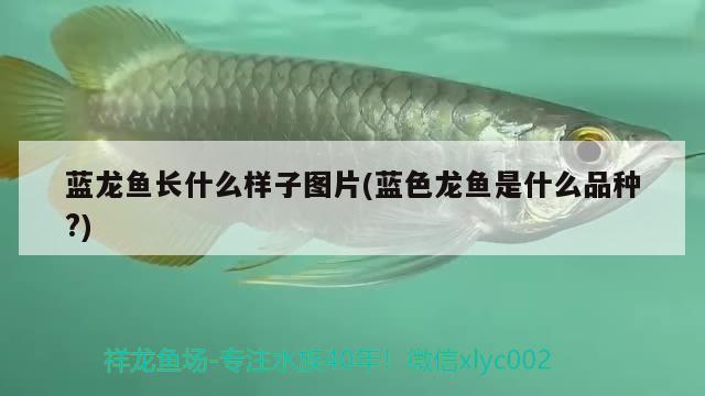 藍(lán)龍魚(yú)長(zhǎng)什么樣子圖片(藍(lán)色龍魚(yú)是什么品種?)