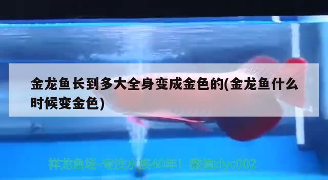 金龍魚長到多大全身變成金色的(金龍魚什么時候變金色)