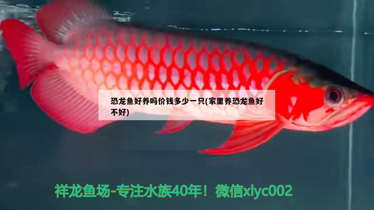 恐龍魚好養(yǎng)嗎價錢多少一只(家里養(yǎng)恐龍魚好不好)