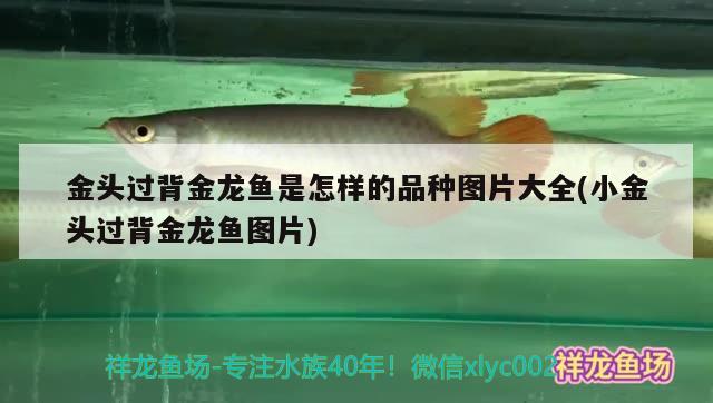 金頭過背金龍魚是怎樣的品種圖片大全(小金頭過背金龍魚圖片) 過背金龍魚