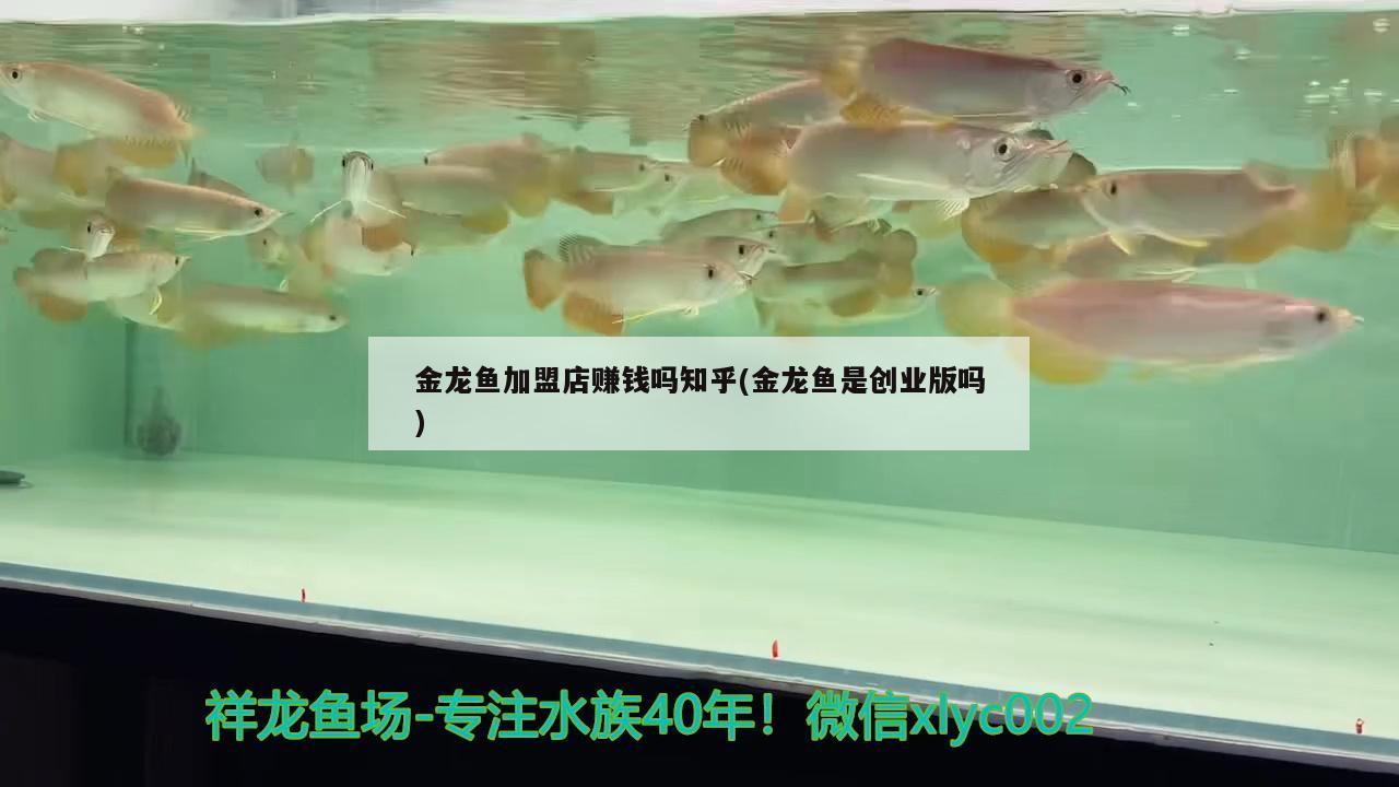 金龍魚加盟店賺錢嗎知乎(金龍魚是創(chuàng)業(yè)版嗎) 野生埃及神仙魚