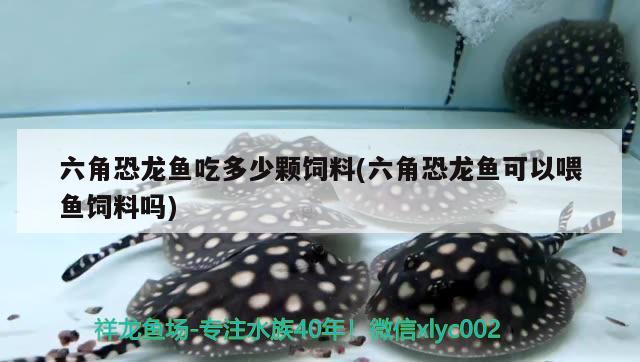 六角恐龍魚吃多少顆飼料(六角恐龍魚可以喂魚飼料嗎)