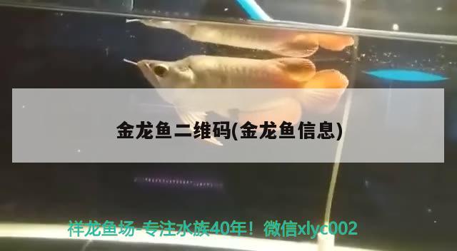 金龍魚二維碼(金龍魚信息)