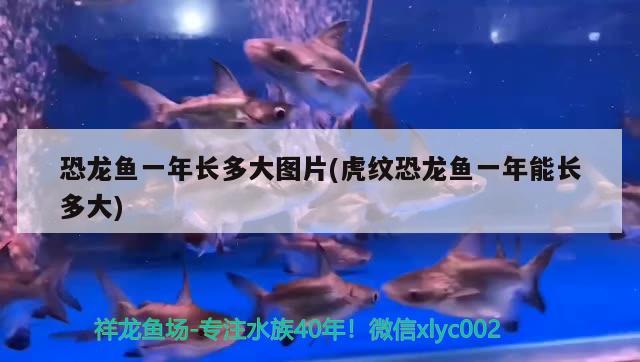 恐龍魚一年長(zhǎng)多大圖片(虎紋恐龍魚一年能長(zhǎng)多大)