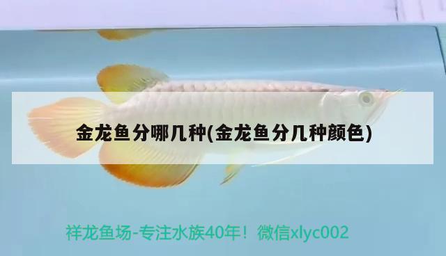 金龍魚分哪幾種(金龍魚分幾種顏色)