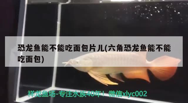 恐龍魚能不能吃面包片兒(六角恐龍魚能不能吃面包)