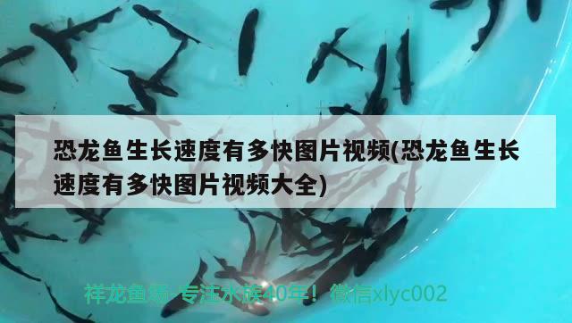 恐龍魚(yú)生長(zhǎng)速度有多快圖片視頻(恐龍魚(yú)生長(zhǎng)速度有多快圖片視頻大全) 紅魔王銀版魚(yú)