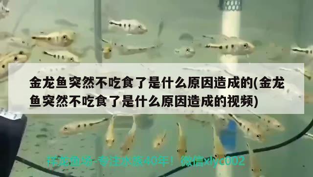 金龍魚突然不吃食了是什么原因造成的(金龍魚突然不吃食了是什么原因造成的視頻)