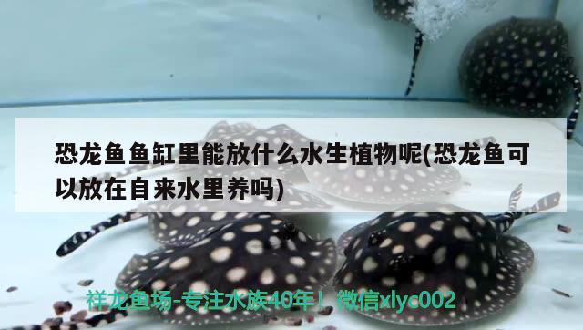 恐龍魚魚缸里能放什么水生植物呢(恐龍魚可以放在自來水里養(yǎng)嗎) 印尼虎苗