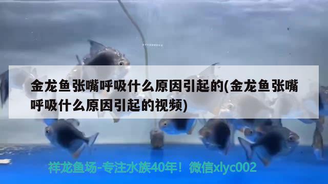 金龍魚張嘴呼吸什么原因引起的(金龍魚張嘴呼吸什么原因引起的視頻)