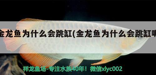 觀賞魚七彩神仙魚品種(七彩神仙魚有多少品種圖解) 七彩神仙魚 第1張