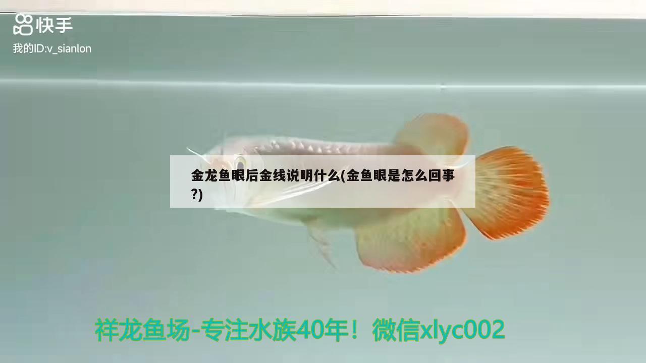 金龍魚眼后金線說明什么(金魚眼是怎么回事?)