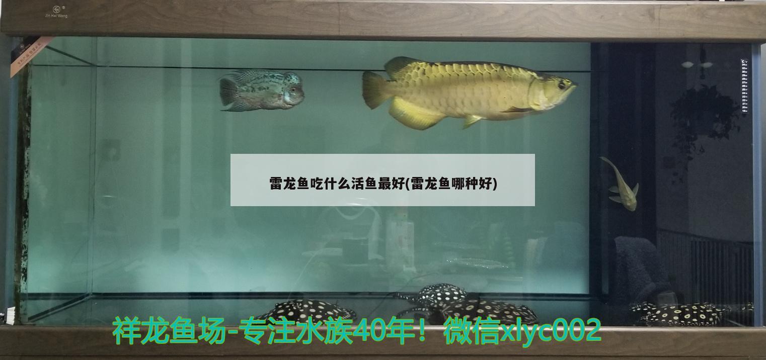 雷龍魚吃什么活魚最好(雷龍魚哪種好)