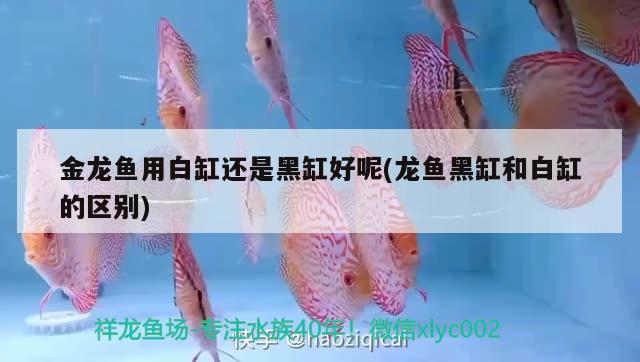 金龍魚用白缸還是黑缸好呢(龍魚黑缸和白缸的區(qū)別) 除藻劑