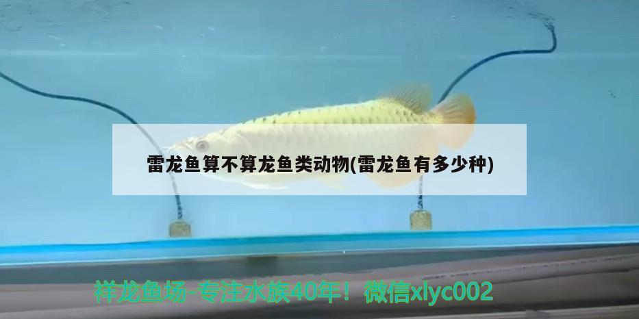 雷龍魚算不算龍魚類動物(雷龍魚有多少種) 狗仔招財貓魚 第4張