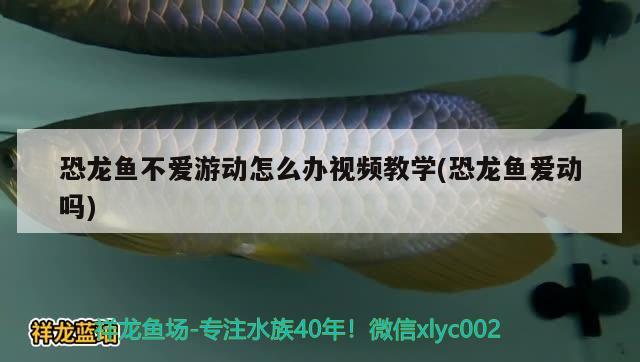 恐龍魚不愛游動怎么辦視頻教學(恐龍魚愛動嗎) 水族用品