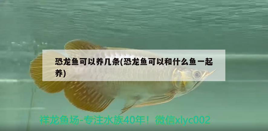 恐龍魚可以養(yǎng)幾條(恐龍魚可以和什么魚一起養(yǎng)) 泰龐海鰱魚