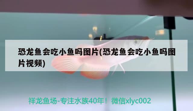 恐龍魚會吃小魚嗎圖片(恐龍魚會吃小魚嗎圖片視頻) 黃金招財貓魚