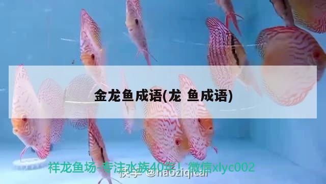 金龍魚成語(龍魚成語) 元寶鳳凰魚