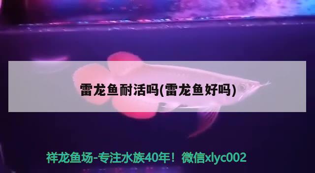 龍魚飼料一次喂多少粒最好：龍魚飼料一次喂多少粒最好呢 祥龍水族醫(yī)院 第2張