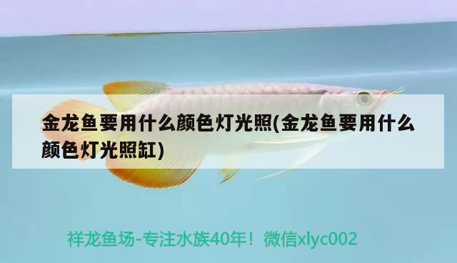 金龍魚要用什么顏色燈光照(金龍魚要用什么顏色燈光照缸)