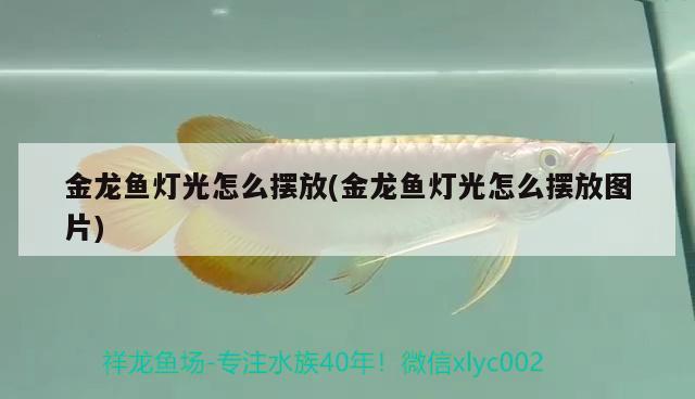 金龍魚燈光怎么擺放(金龍魚燈光怎么擺放圖片)