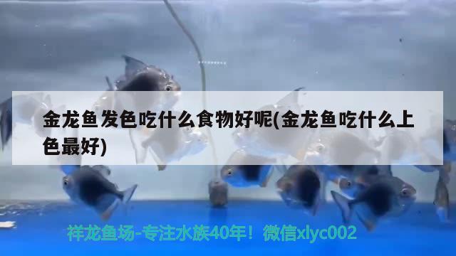 魚缸的裝飾品一共有哪些種類呢（魚缸裝飾擺件） 廣州觀賞魚批發(fā)市場