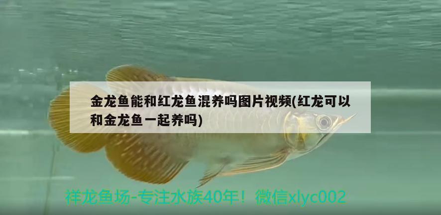 金龍魚能和紅龍魚混養(yǎng)嗎圖片視頻(紅龍可以和金龍魚一起養(yǎng)嗎) 印尼小紅龍