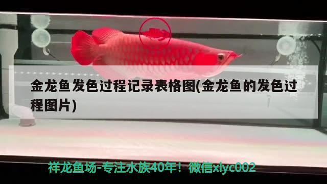 求救：龍鳳魚尾上部有血絲 黃金斑馬魚 第5張