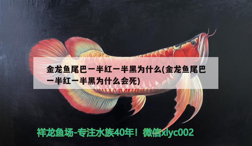 金龍魚尾巴一半紅一半黑為什么(金龍魚尾巴一半紅一半黑為什么會死)